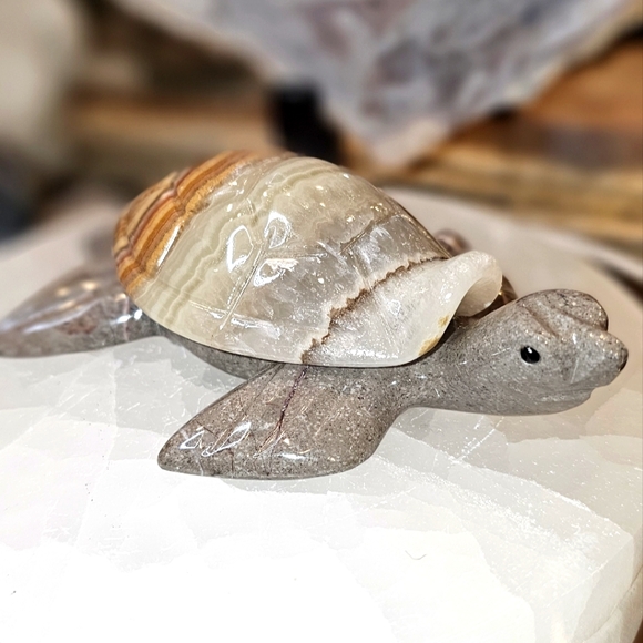 Adorable Onyx Turtle! - Picture 5 of 6